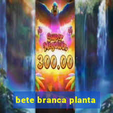 bete branca planta